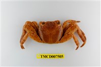 藏品(白紋方蟹)的圖片